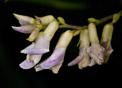 Amphicarpaea bracteata #140